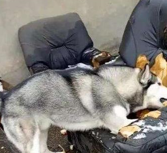 史上最烧钱的狗狗排名，敢养的都是家里有矿的！