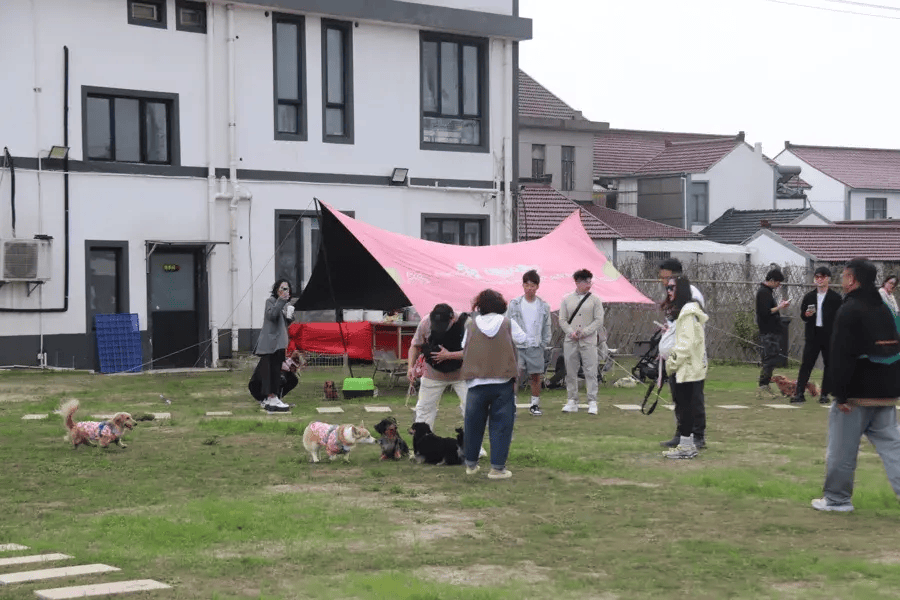 宠物住上海乡村“酒店”一晚300元！乡村发展文旅经济，连狗狗都不放过？