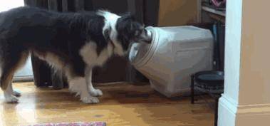 狗狗怎么理解你出门上班的？在狗眼里，是这样想的
