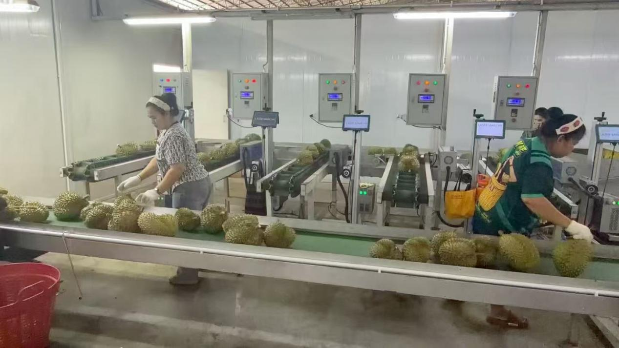 一颗榴莲的“跨国之旅”:藏在“榴莲自由”背后的z6体育力量